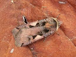 Attēlu rezultāti vaicājumam “Xestia c-nigrum”