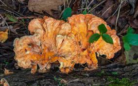 Attēlu rezultāti vaicājumam “Laetiporus sulphureus”