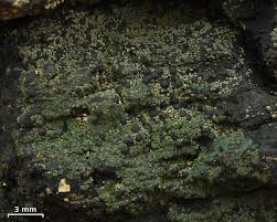 Attēlu rezultāti vaicājumam “Trapeliopsis flexuosa”