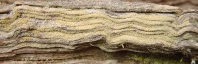 Attēlu rezultāti vaicājumam “Biatora sphaeroides”