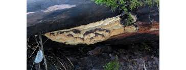 Attēlu rezultāti vaicājumam “Antrodia pulvinascens”