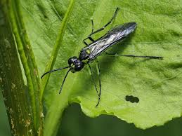 Attēlu rezultāti vaicājumam “Tenthredinidae”