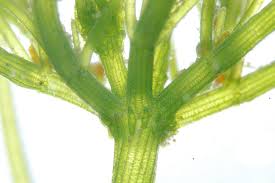 Attēlu rezultāti vaicājumam “Chara intermedia”