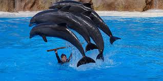 Afbeeldingsresultaat voor dolfijnen