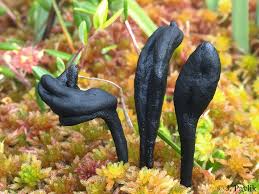 Attēlu rezultāti vaicājumam “Geoglossum sp.”