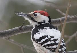 Attēlu rezultāti vaicājumam “Dendrocopos leucotos”