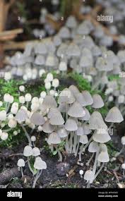 Attēlu rezultāti vaicājumam “Coprinus disseminatus”