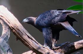 Attēlu rezultāti vaicājumam “Aquila chrysaetos adult”