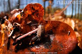 Attēlu rezultāti vaicājumam “Ligidium hypnorum”