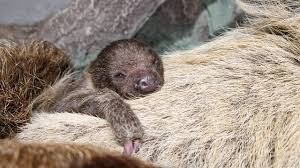 Attēlu rezultāti vaicājumam “Lycogala persicum”