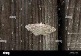 Attēlu rezultāti vaicājumam “Hydrelia sylvata”