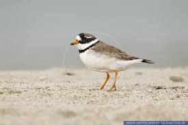 Attēlu rezultāti vaicājumam “Charadrius hiaticula”