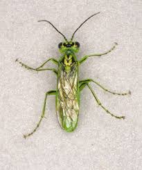 Attēlu rezultāti vaicājumam “Rhogogaster picta”