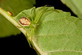 Attēlu rezultāti vaicājumam “Diaea dorsata”