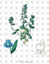 Attēlu rezultāti vaicājumam “Plantago major subsp. intermedia”