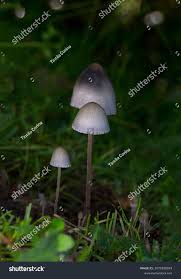 Attēlu rezultāti vaicājumam “Panaeolus papilionaceus”