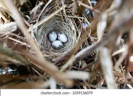 Attēlu rezultāti vaicājumam “Emberiza schoeniclus eggs”