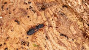 Attēlu rezultāti vaicājumam “Silvanidae”