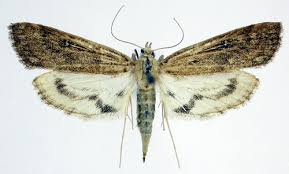 Attēlu rezultāti vaicājumam “Parapoynx stratiotata male”