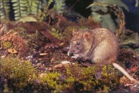 Attēlu rezultāti vaicājumam “Rattus norvegicus”