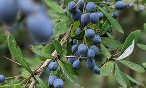 Attēlu rezultāti vaicājumam “Vaccinium uliginosum”