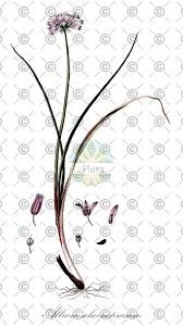 Attēlu rezultāti vaicājumam “Allium scorodoprasum fruit”