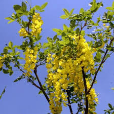 Attēlu rezultāti vaicājumam “Laburnum alpinum flower”