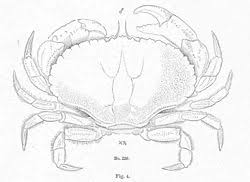 Image result for Cancer borealis