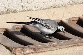 Image result for Motacilla alba