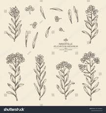 Attēlu rezultāti vaicājumam “Helichrysum arenarium leaf”