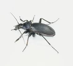 Attēlu rezultāti vaicājumam “Carabus violaceus”