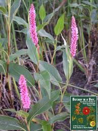 Attēlu rezultāti vaicājumam “Polygonaceae”
