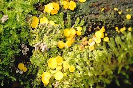 Attēlu rezultāti vaicājumam “Hymenoscyphus calyculus”