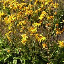 Attēlu rezultāti vaicājumam “Arnica montana”