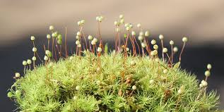 Attēlu rezultāti vaicājumam “Bartramia pomiformis sporophyte”