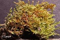 Attēlu rezultāti vaicājumam “Sanionia uncinata”