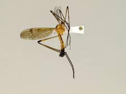 Attēlu rezultāti vaicājumam “Dictenidia bimaculata”