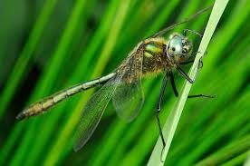 Attēlu rezultāti vaicājumam “Cordulia aenea”