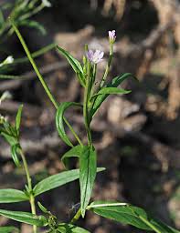 Attēlu rezultāti vaicājumam “Epilobium palustre”