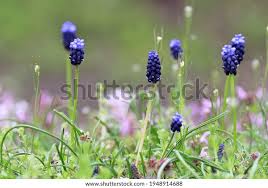 Attēlu rezultāti vaicājumam “Muscari neglectum flower”