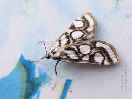 Attēlu rezultāti vaicājumam “Nymphula nitidulata”