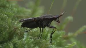 Attēlu rezultāti vaicājumam “Coremacera marginata”