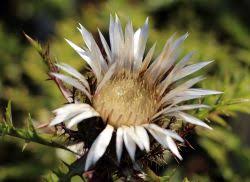 Image result for Silberdistel