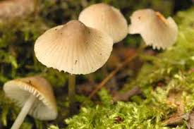 Attēlu rezultāti vaicājumam “Mycena abramsii”