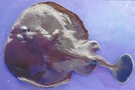 Image result for Tetronarce nobiliana