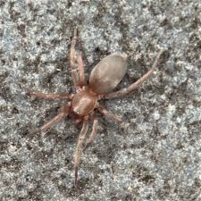 Attēlu rezultāti vaicājumam “Gnaphosidae”