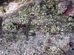 Attēlu rezultāti vaicājumam “Lecanora conizaeoides”