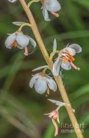 Attēlu rezultāti vaicājumam “Pyrola rotundifolia”