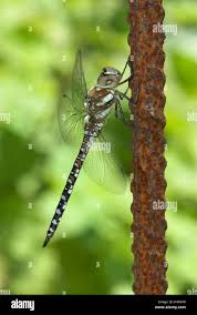 Attēlu rezultāti vaicājumam “Aeshna juncea male”