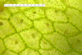 Attēlu rezultāti vaicājumam “Riccardia multifida”